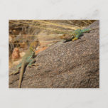 Western Collared Lizards in Colorado Postcard