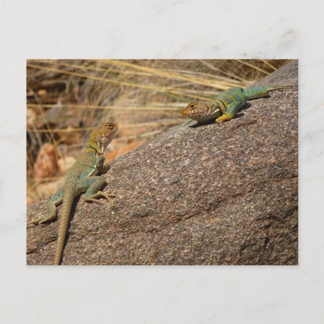 Western Collared Lizards in Colorado Postcard (Front)