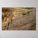 Western Collared Lizards in Colorado Poster