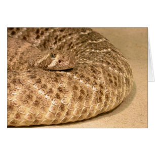 western diamondback rattlesnake cards