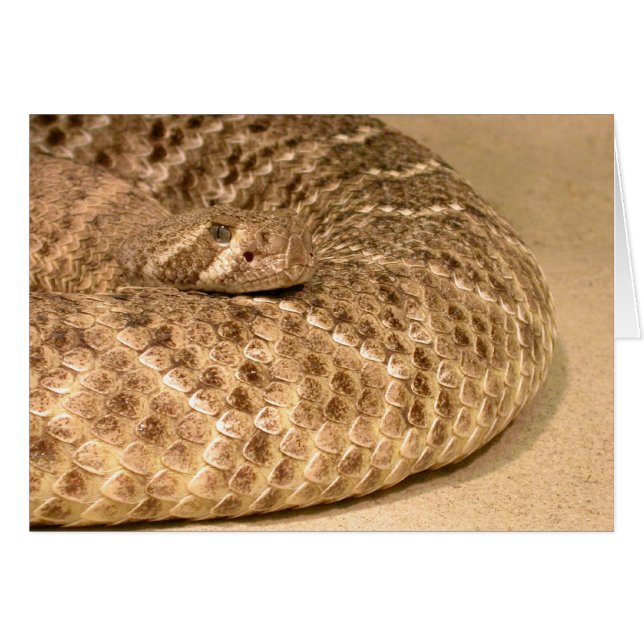 western diamondback rattlesnake cards (Front Horizontal)