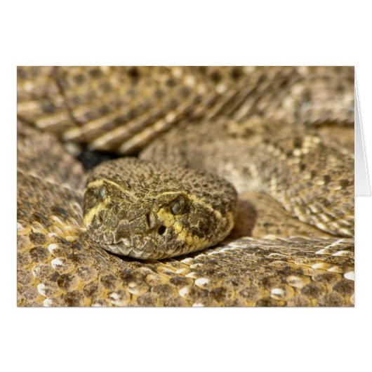 Western Diamondback Rattlesnake Cards (Front Horizontal)