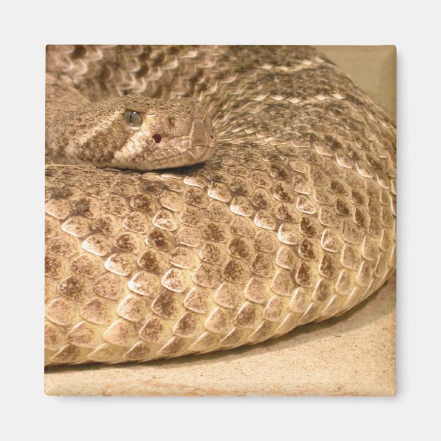 western diamondback rattlesnake magnet (Front)