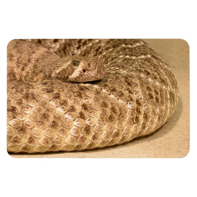 western diamondback rattlesnake magnet (Horizontal)