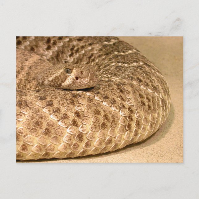 western diamondback rattlesnake postcard (Front)