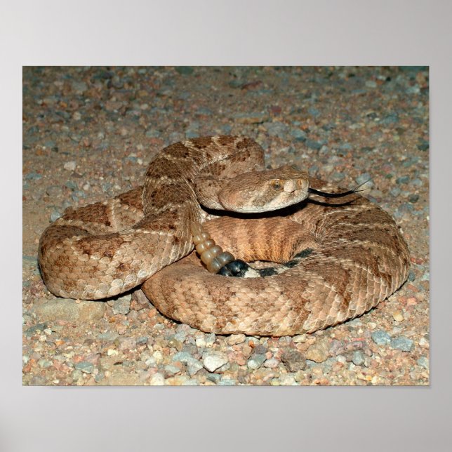 Western Diamondback Rattlesnake Poster (Front)