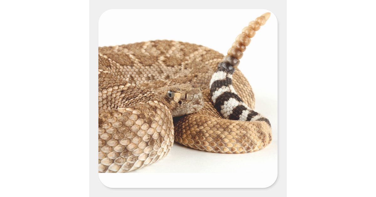 Western Diamondback Rattlesnake. Square Sticker | Zazzle