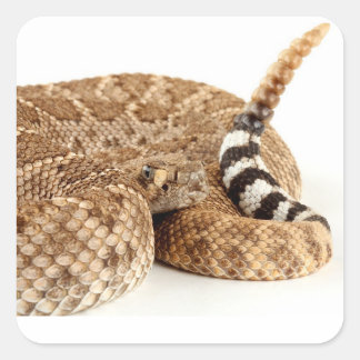 Western Diamondback Rattlesnake. Square Sticker