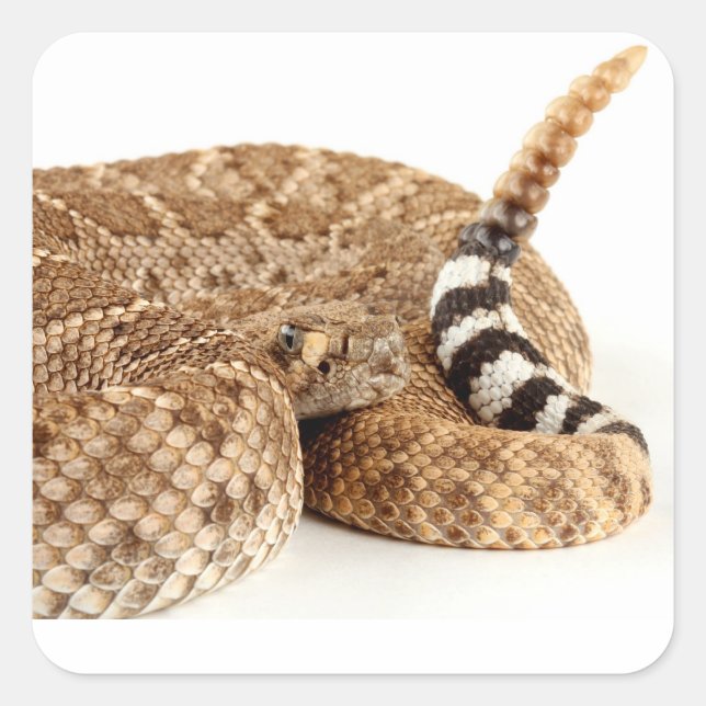 Western Diamondback Rattlesnake. Square Sticker (Front)