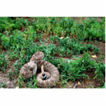 Western Diamondback Rattlesnake Statuette<br><div class="desc">Western Diamondback Rattlesnake
Western Diamondback Rattlesnake. Animal Park has this and many other great products with Animals for all Pet & Animal lovers.</div>