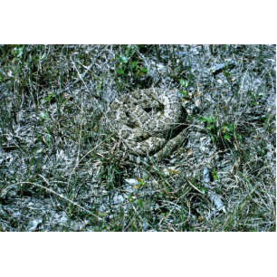 Western Diamondback Rattlesnake Statuette