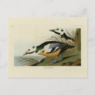 Western Duck from Audubon's Birds of America Postcard