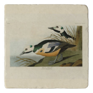 Western Duck from Audubon's Birds of America Trivet