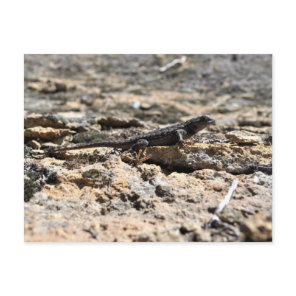 Western Fence Lizard Postcard