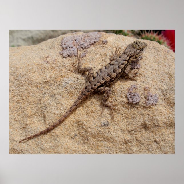 Western Fence Lizard Poster (Front)
