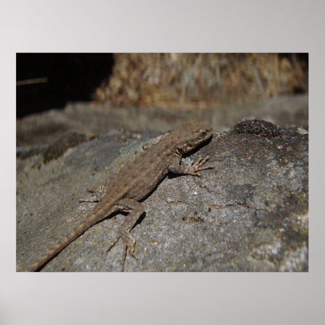 Western Fence Lizard Poster (Front)