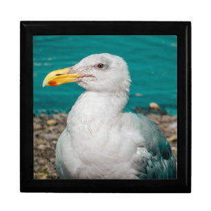 Western Glaucous Gull seagull Gift Box