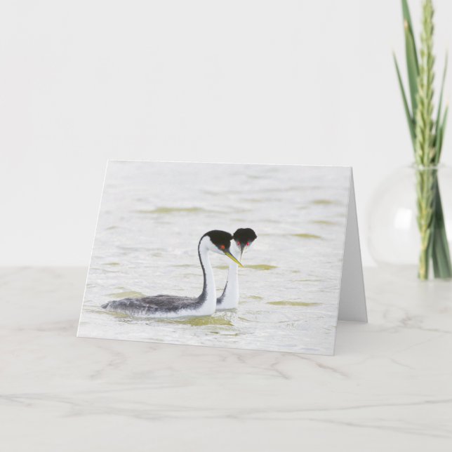 Western Grebe courtship Card (Front)