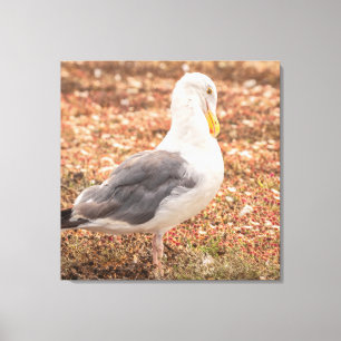 Western gull canvas print