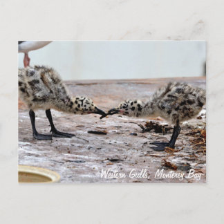 Western Gull Chicks Postcard