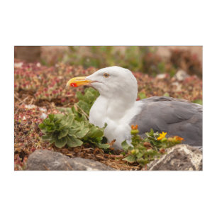Western Gull in Nest Acrylic Print