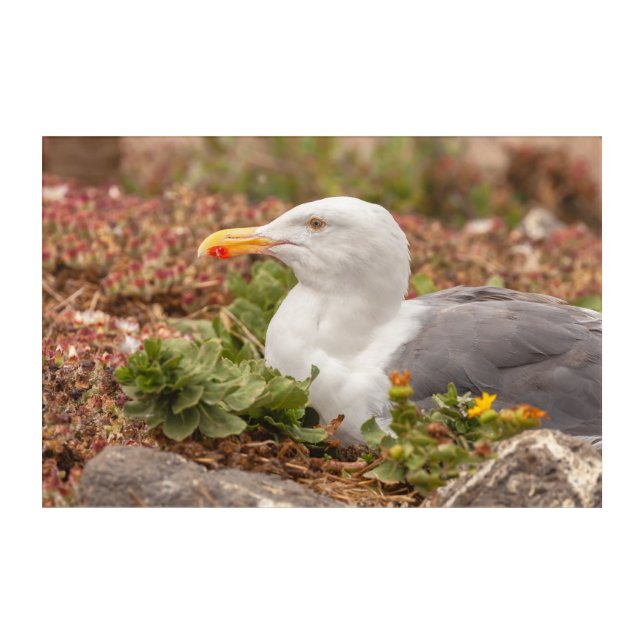 Western Gull in Nest Acrylic Print (Front)