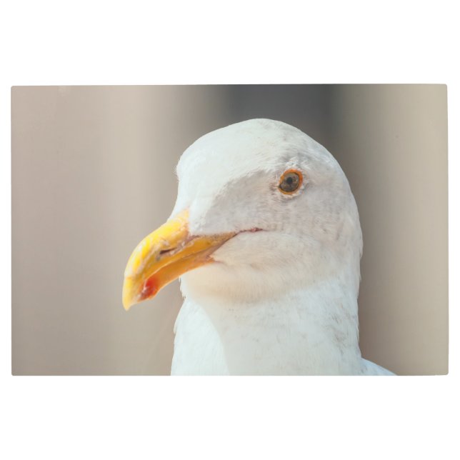 Western Gull Metal Print (Front)