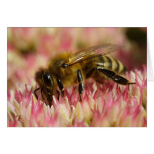Western Honey Bee Cards