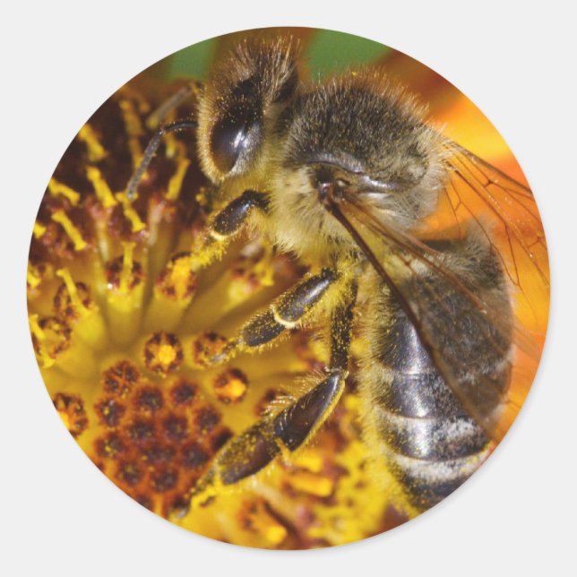 Western Honey Bee Classic Round Sticker (Front)