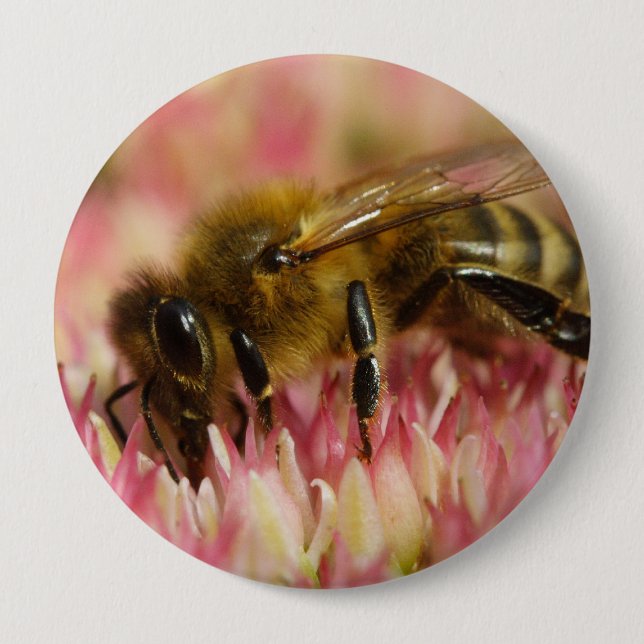Western Honey Bee Macro Button (Front)