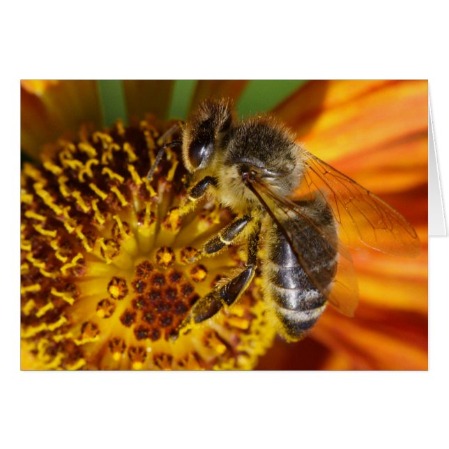 Western Honey Bee Macro Cards (Front Horizontal)