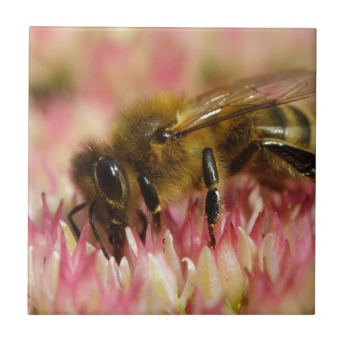 Western Honey Bee Macro Ceramic Tile