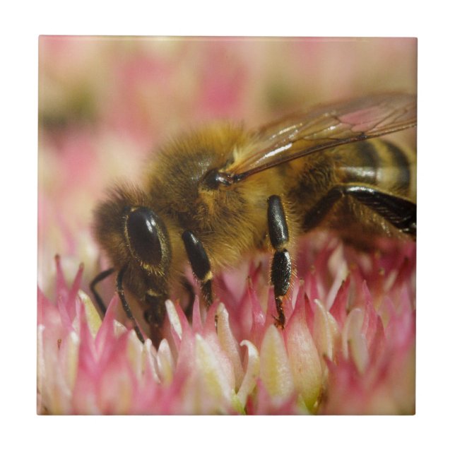 Western Honey Bee Macro Ceramic Tile (Front)
