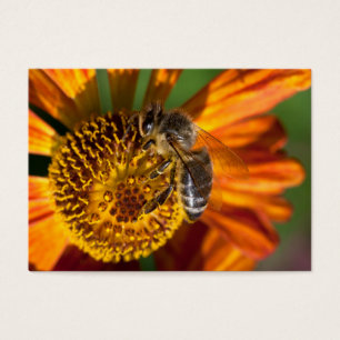 Western Honey Bee Macro Photo