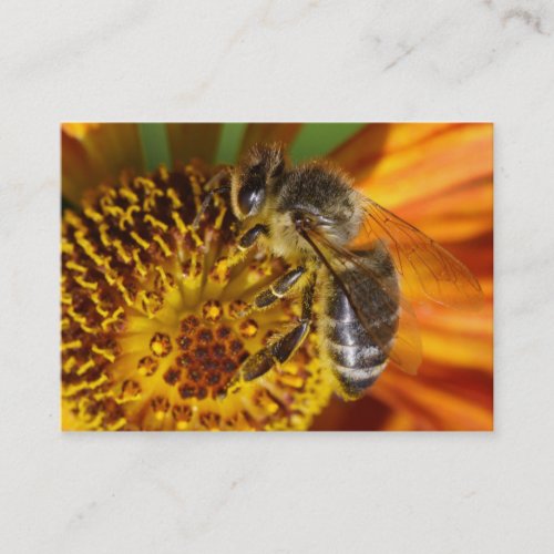 Western Honey Bee Macro Photo Business Card