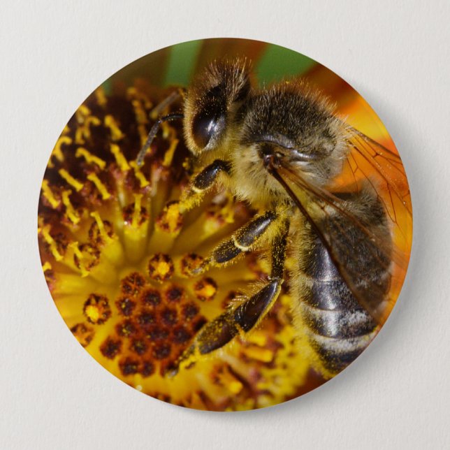 Western Honey Bee Macro Photo Button (Front)