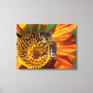 Western Honey Bee Macro Photo Canvas Print