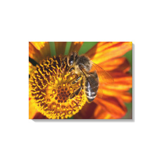 Western Honey Bee Macro Photo Canvas Print