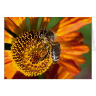 Western Honey Bee Macro Photo Cards