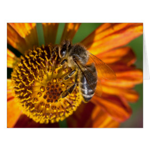 Western Honey Bee Macro Photo Cards