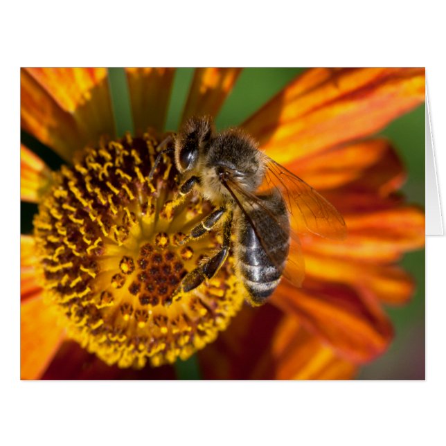 Western Honey Bee Macro Photo Cards (Front Horizontal)