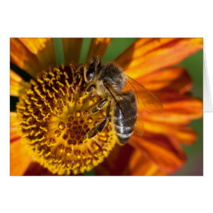 Western Honey Bee Macro Photo Cards