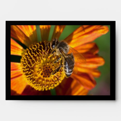 Western Honey Bee Macro Photo Envelope