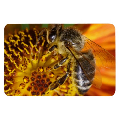 Western Honey Bee Macro Photo Magnet
