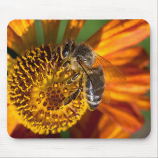 Western Honey Bee Macro Photo Mouse Pad