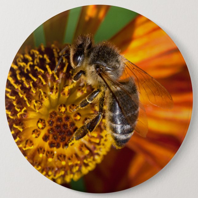 Western Honey Bee Macro Photo Pinback Button (Front)