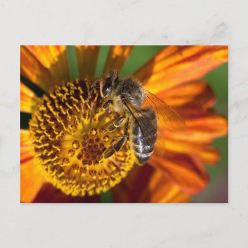 Western Honey Bee Macro Photo Postcard