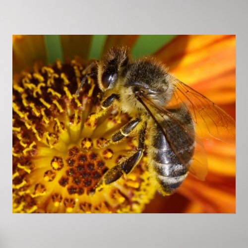 Western Honey Bee Macro Photo Poster