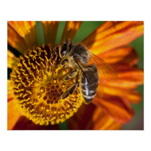 Western Honey Bee Macro Photo Poster