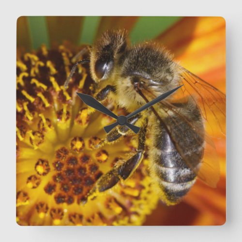 Western Honey Bee Macro Photo Square Wall Clock